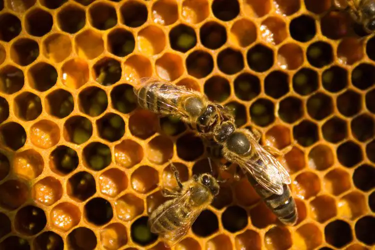 Queen honey bee on a frame next to two worker bees