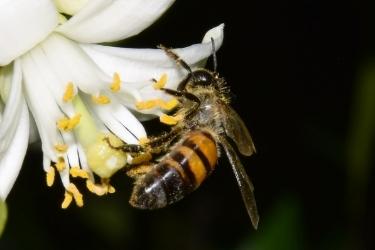 honey bee foraging and pollinating orange blossom