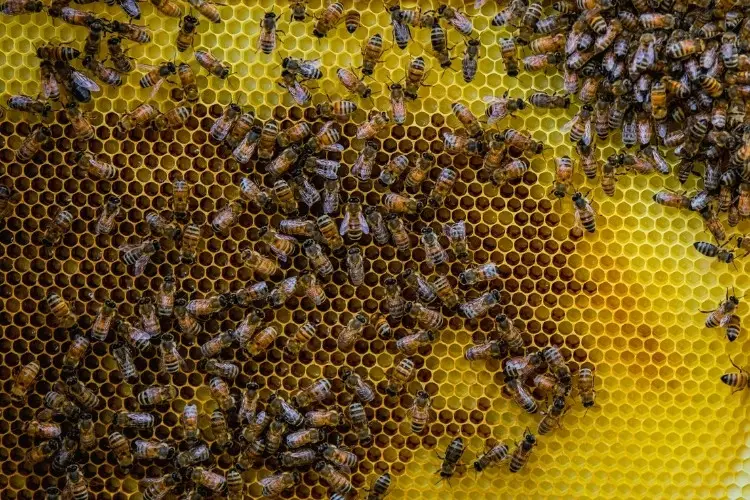 honey bees on honeycomb making honey 
