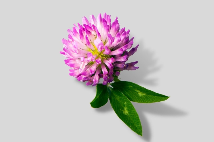 Red clover flower in a grey background