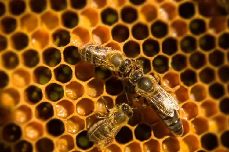 Queen honey bee on a honeycomb with two attendant bees that groom her and feed her