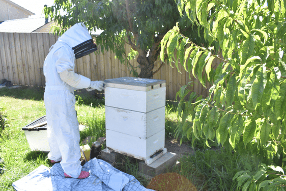 beekeeper opening beehive