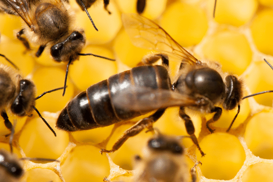 Queen bee in a honeycomb surrounded by worker bees