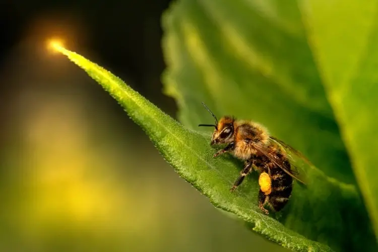 abeja melifera parada en una hoja en un fondo oscuro asimilando la noche
