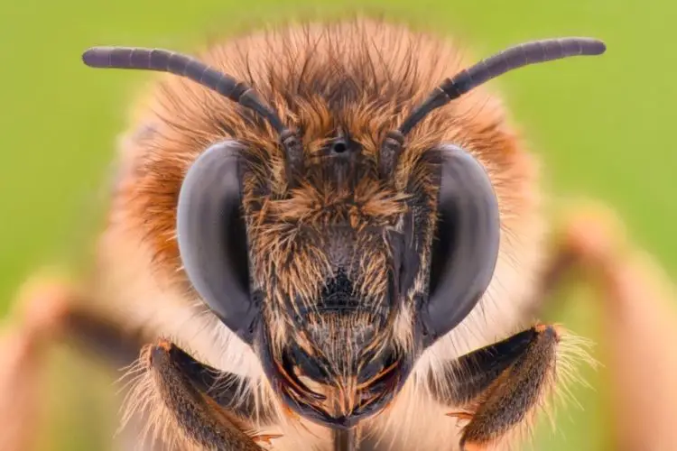 acercamiento a la cara de una abeja melifera donde se puede apreciar la magnitude de los ojos frontales