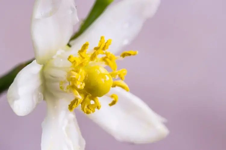 close up of orange blossom flower 