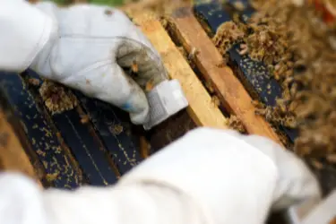 Beekeeper inserting a queen bee cage into a beehive to requeen