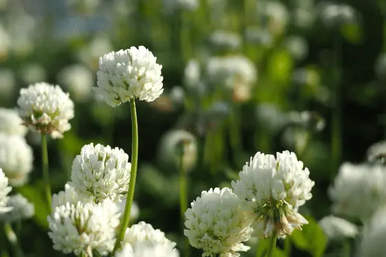 white clover flowers 
